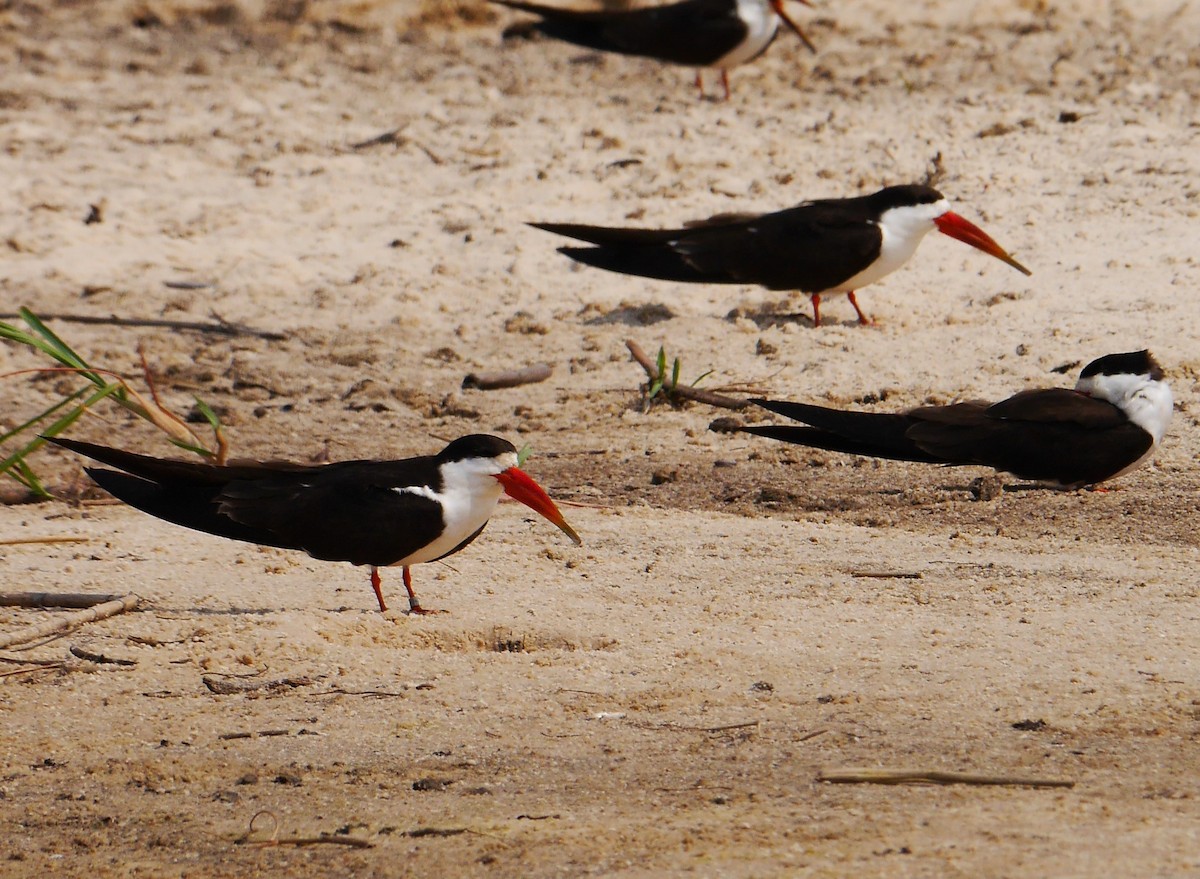 African Skimmer - ML615956426