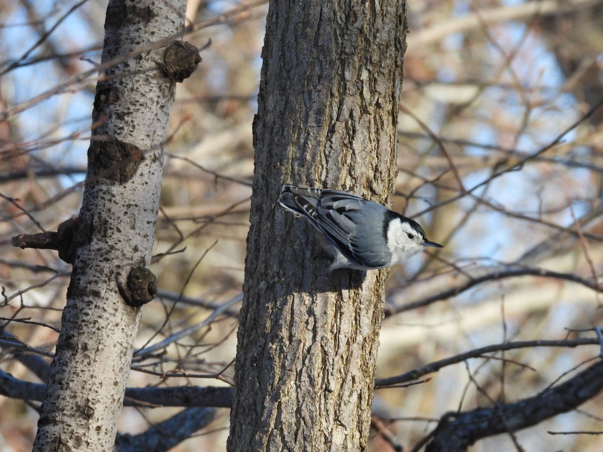 White-breasted Nuthatch - ML615956449