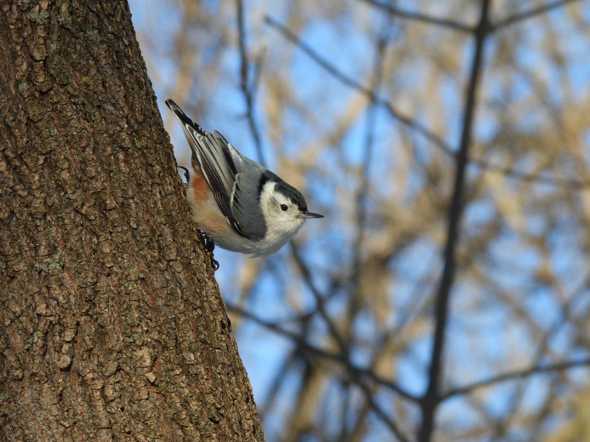 White-breasted Nuthatch - ML615956450