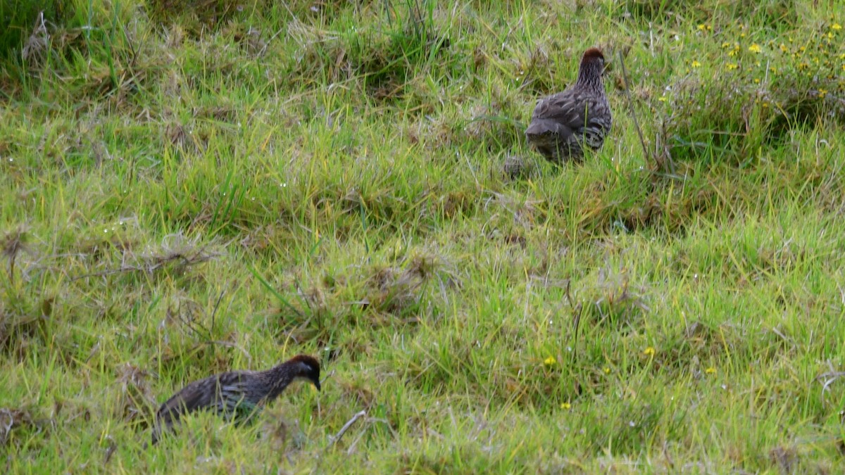 Erckel's Spurfowl - ML615956502