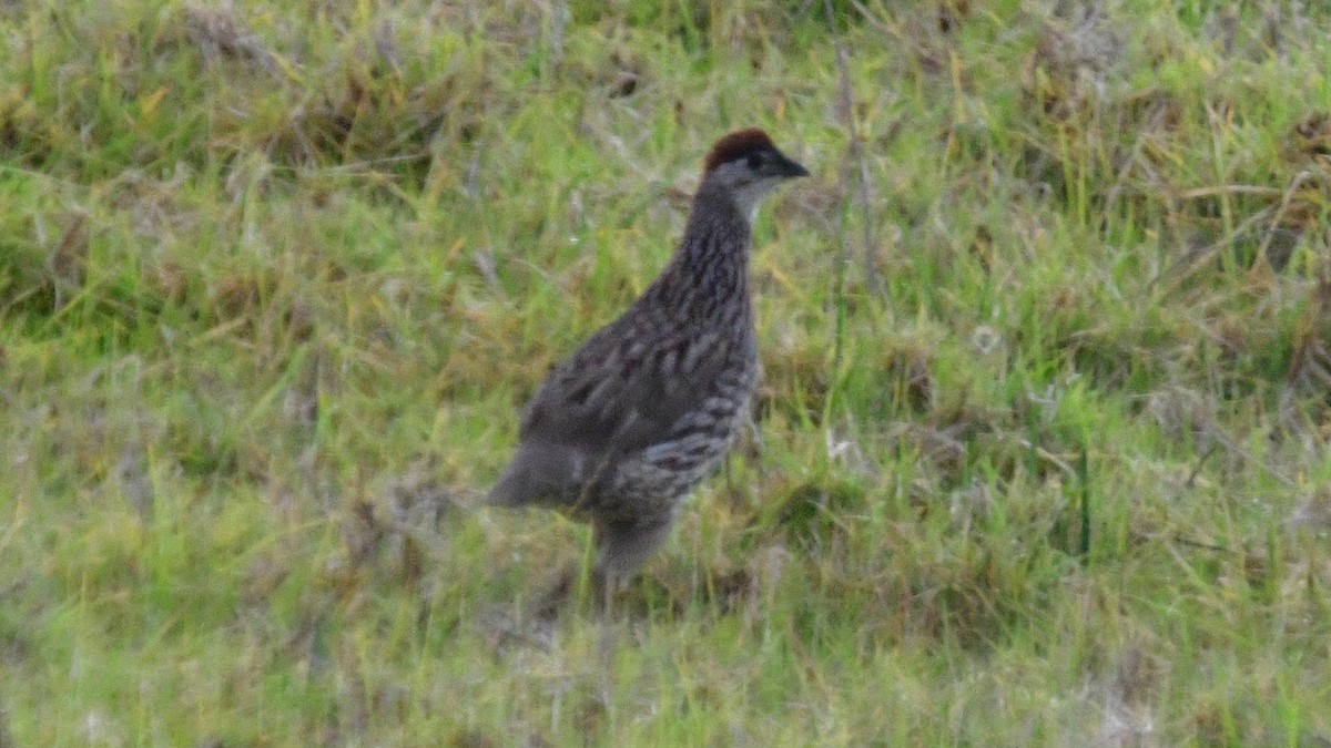 Erckel's Spurfowl - ML615956503