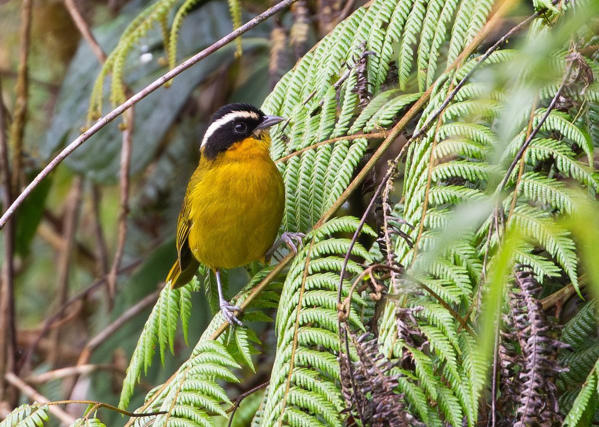 マミジロモリフウキンチョウ（auricularis） - ML615956507