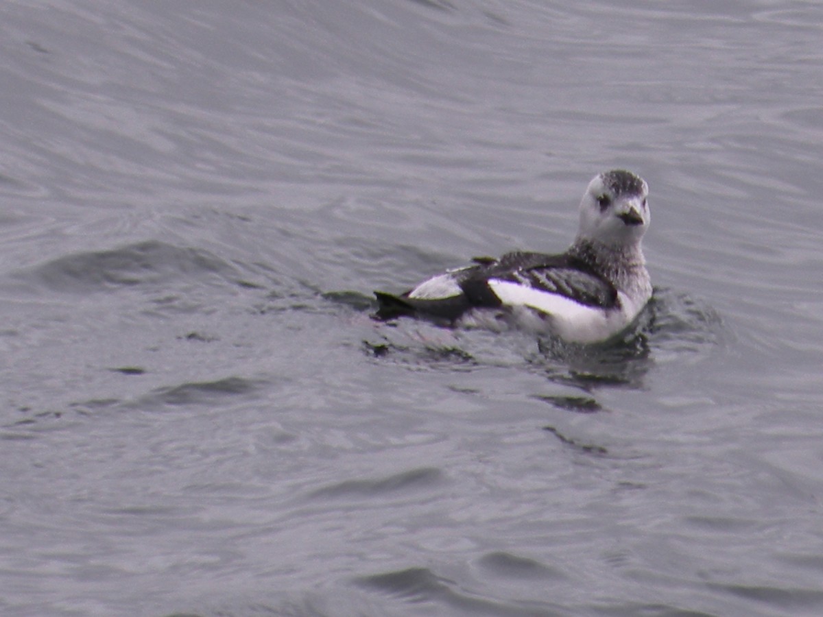 Black Guillemot - justin  burke