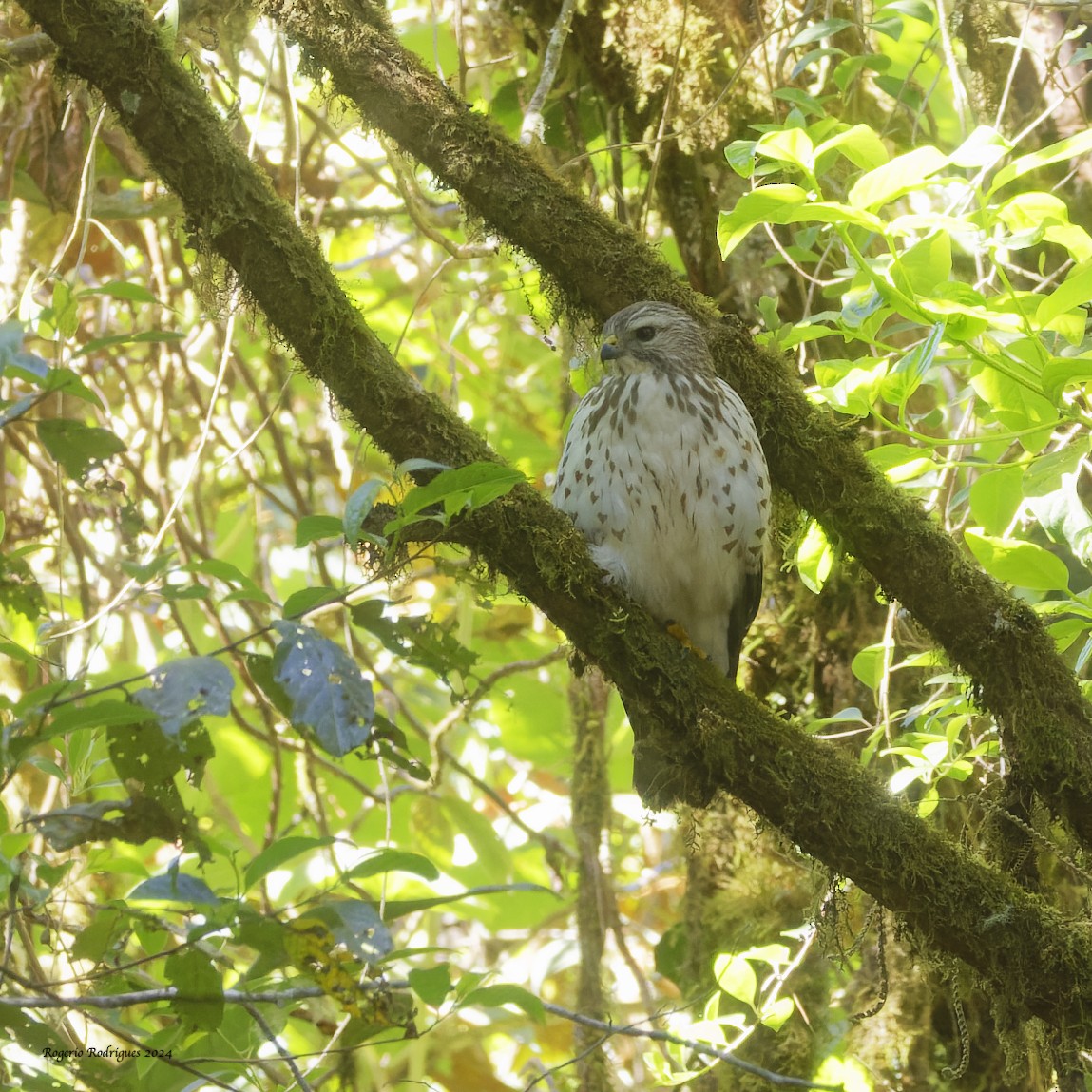 Broad-winged Hawk - ML615956548