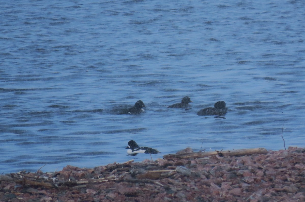 Barrow's Goldeneye - ML615956580