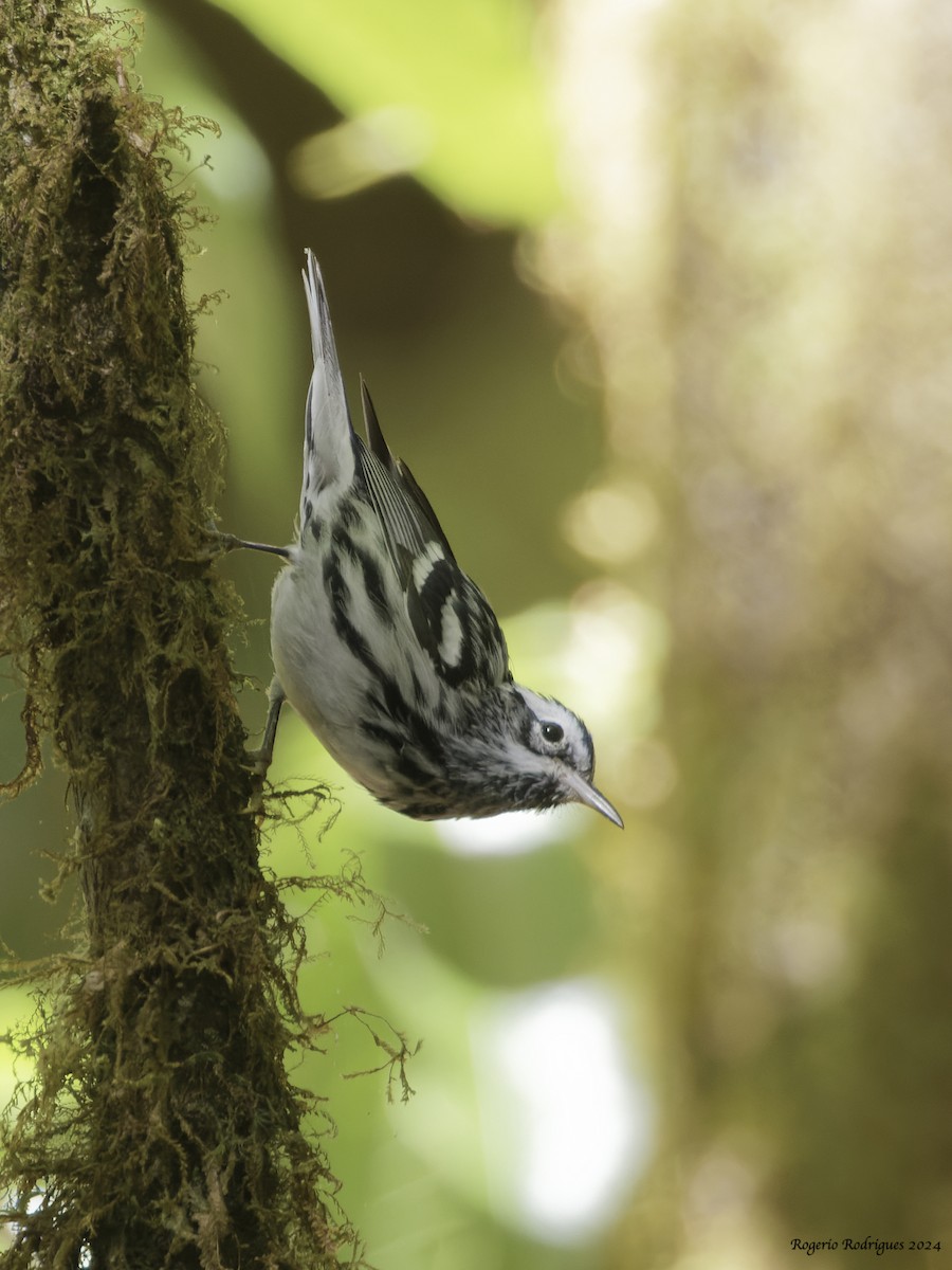 Black-and-white Warbler - ML615956591