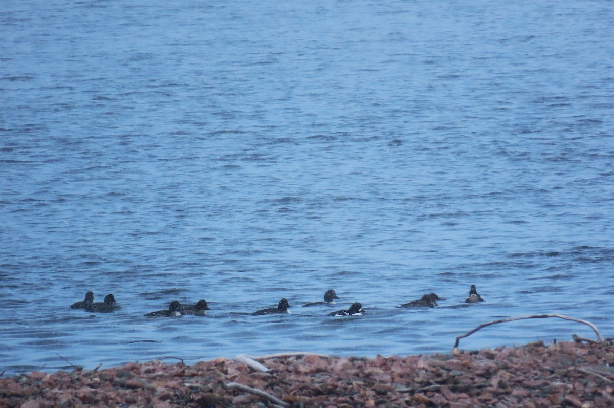 Barrow's Goldeneye - ML615956594