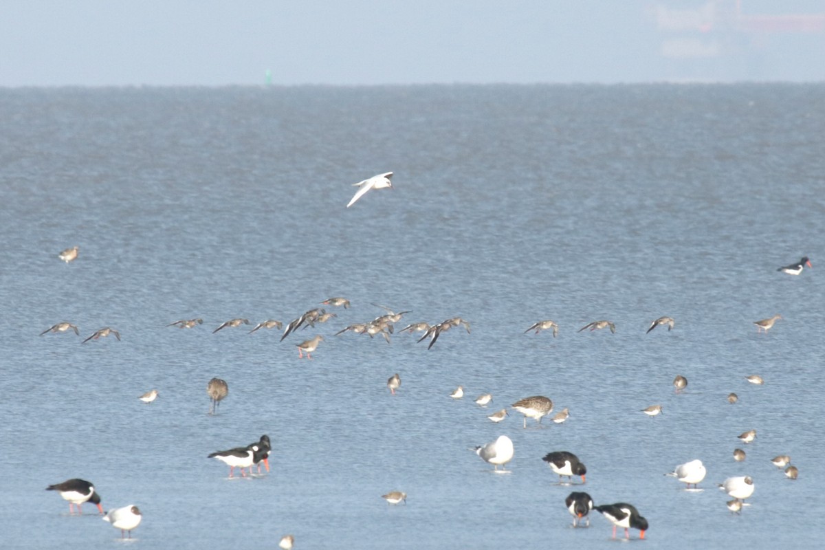 Common Redshank - ML615956667