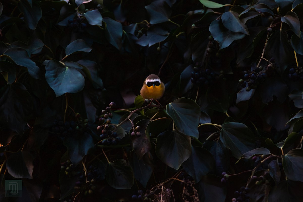 Common Yellowthroat - ML615956670