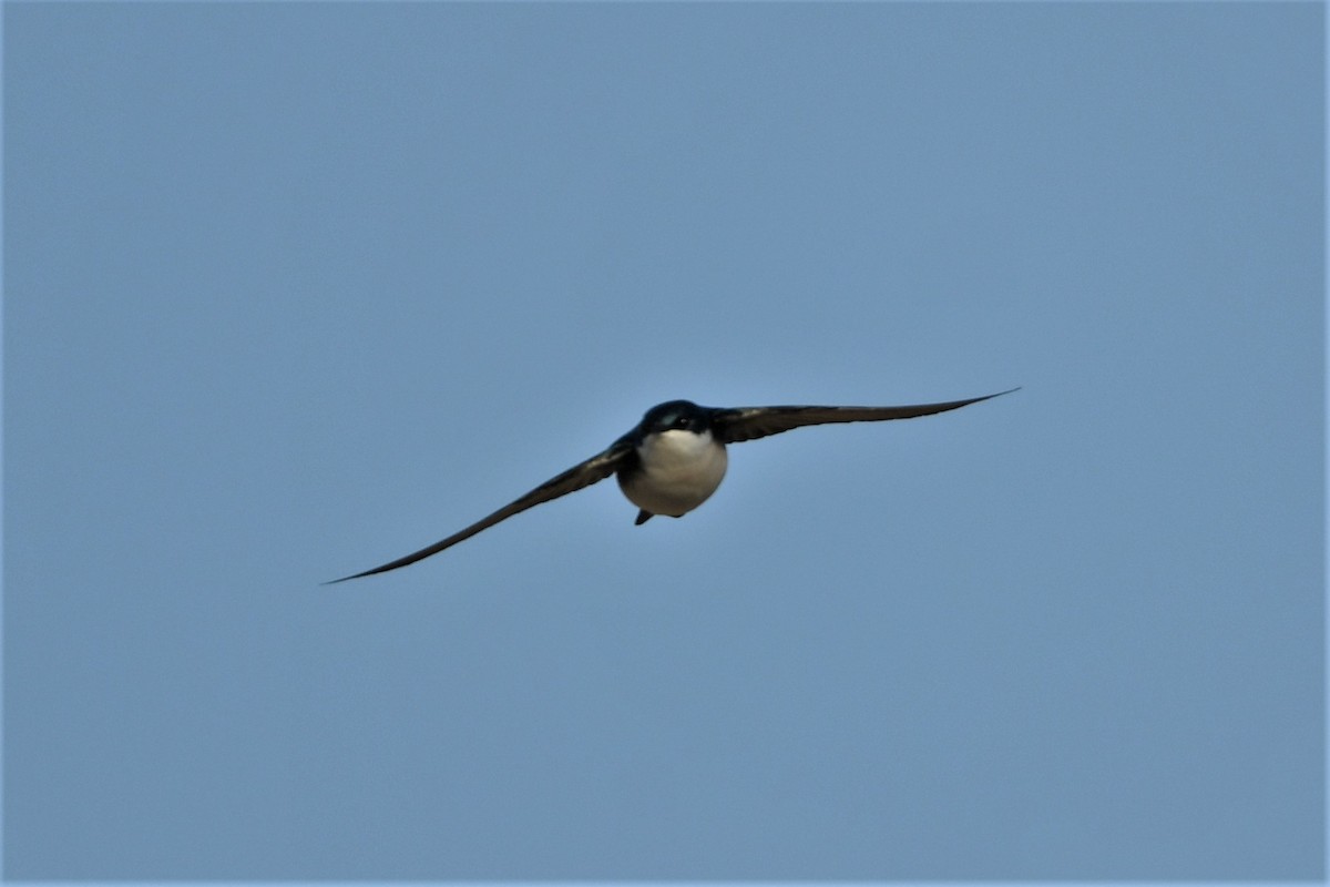 Tree Swallow - Mark Miller