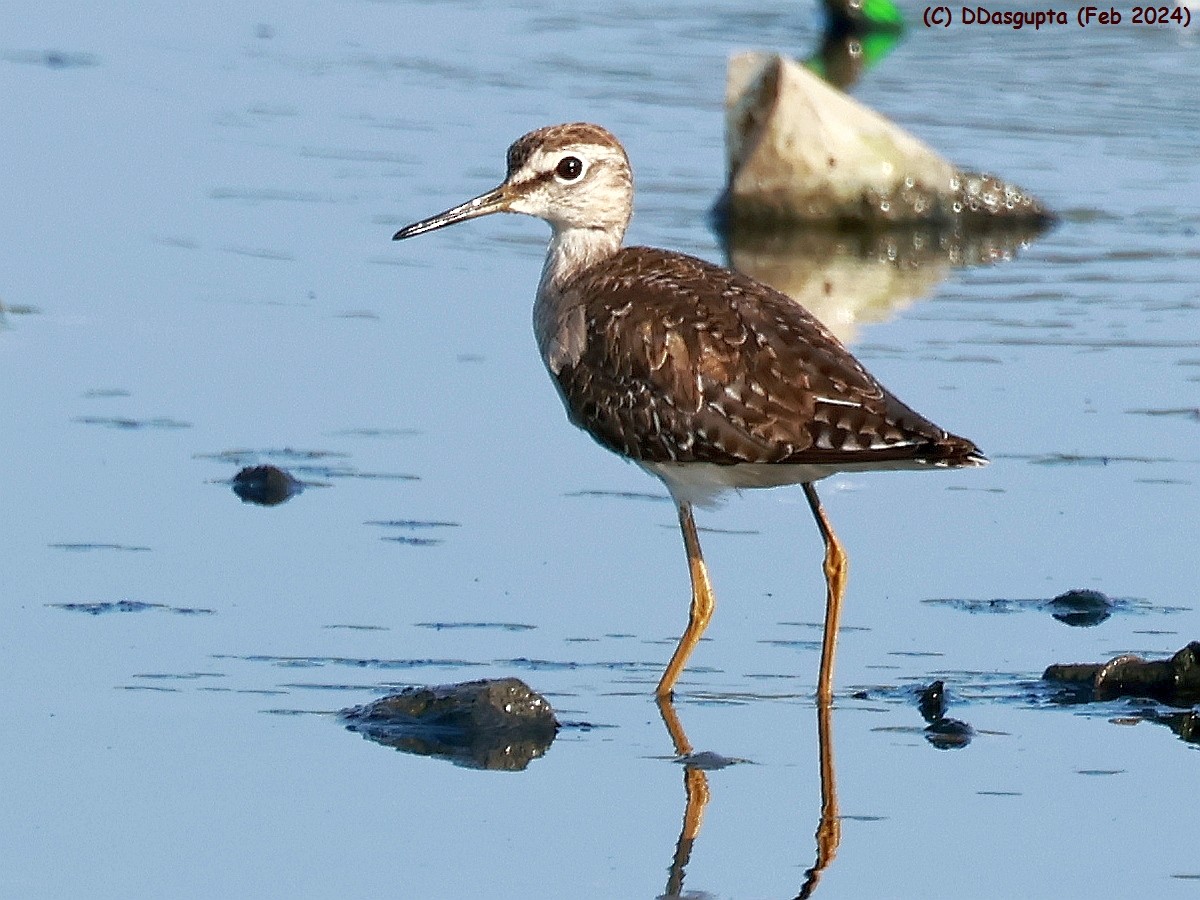 Bruchwasserläufer - ML615956857