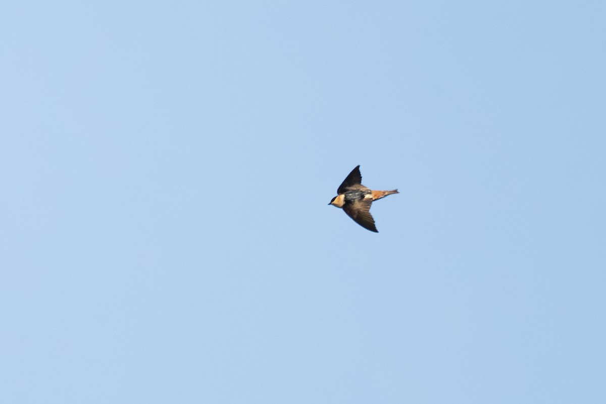 Cave Swallow - ML615956868