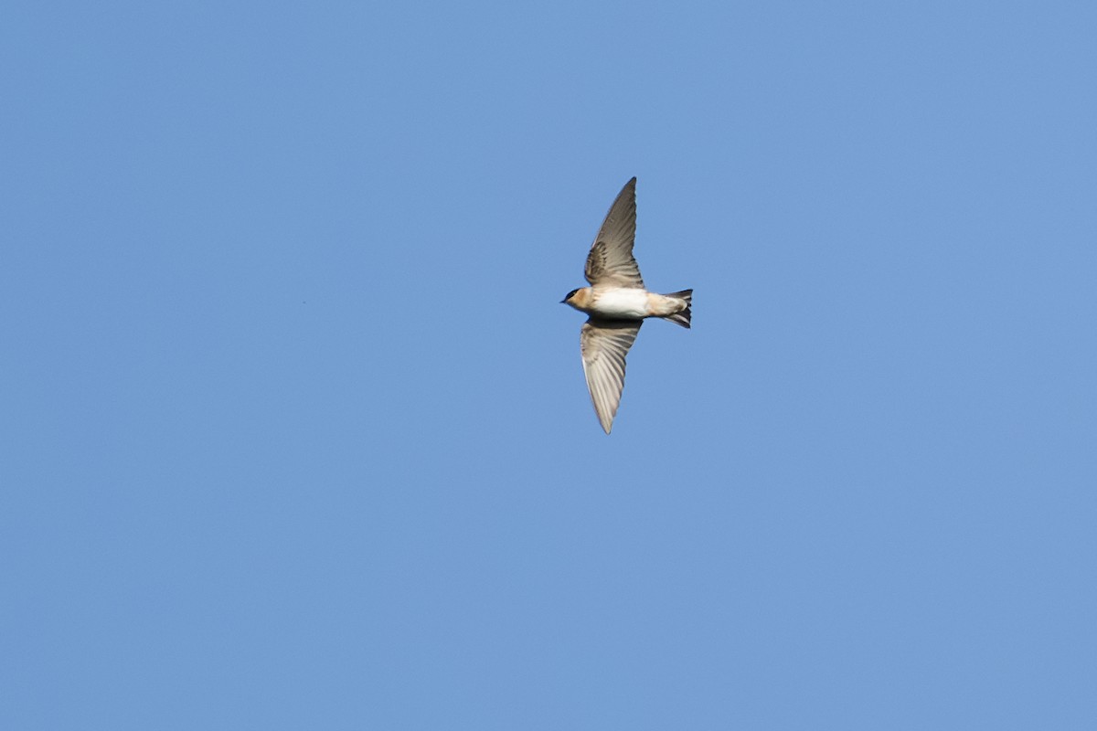 Cave Swallow - ML615956869