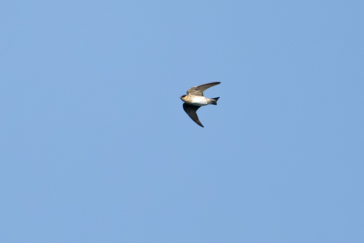 Cave Swallow - ML615956870