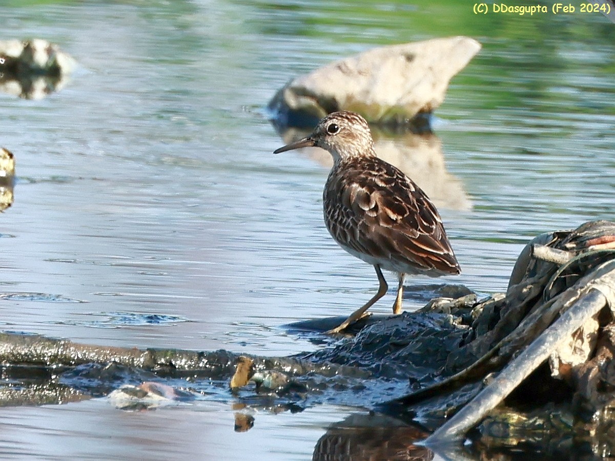 Langzehen-Strandläufer - ML615956941