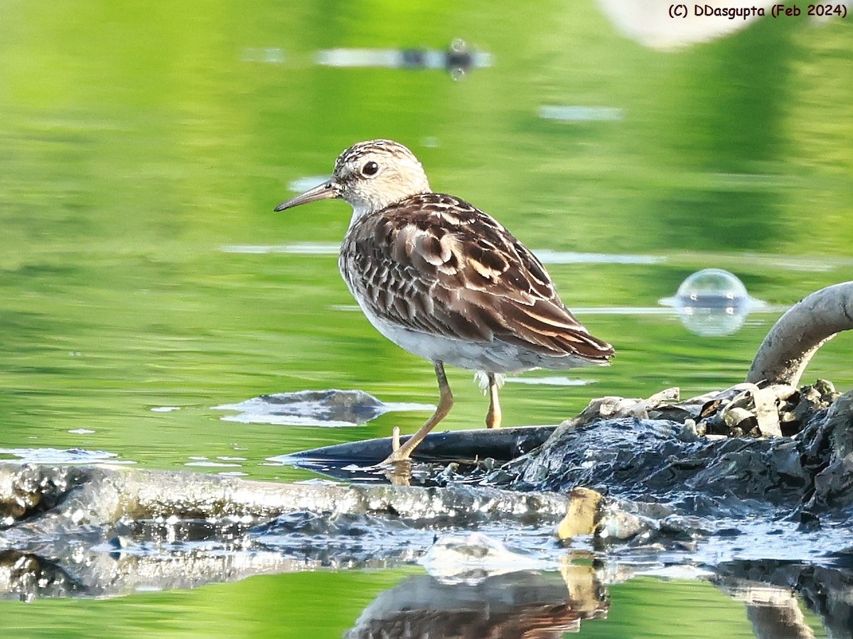 Long-toed Stint - ML615956942