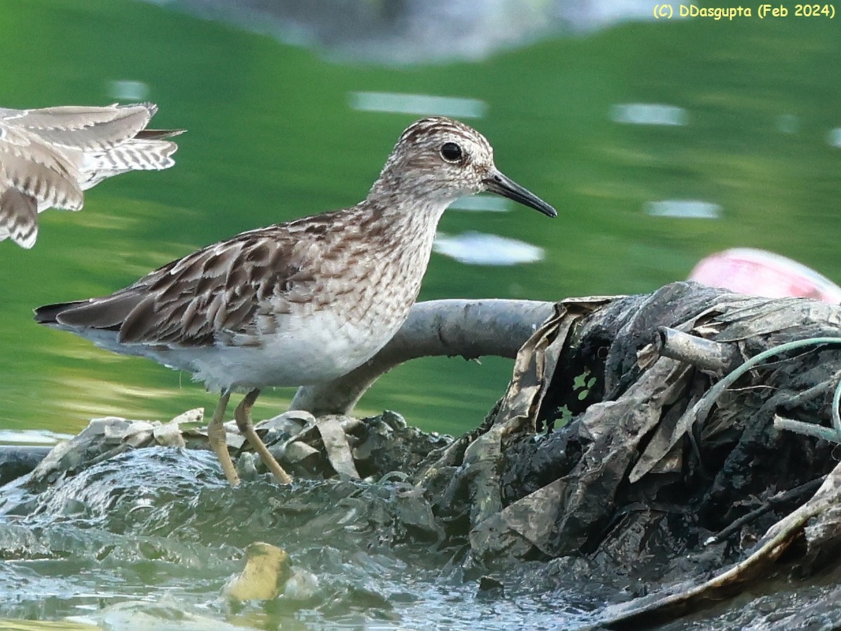 Langzehen-Strandläufer - ML615956945