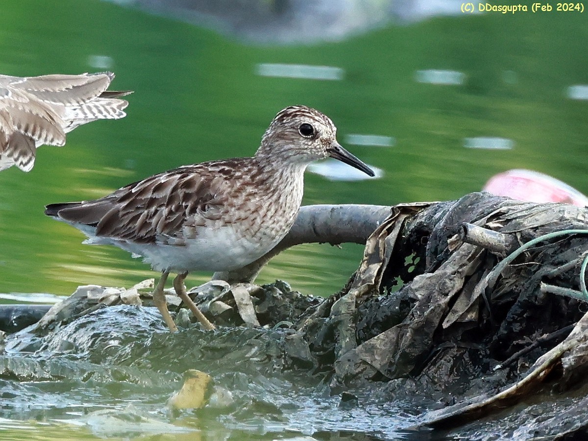 Langzehen-Strandläufer - ML615956946