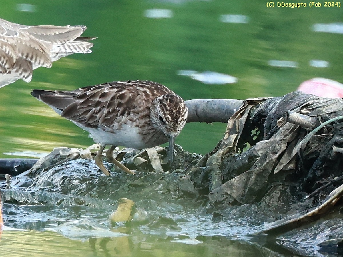 Langzehen-Strandläufer - ML615956947