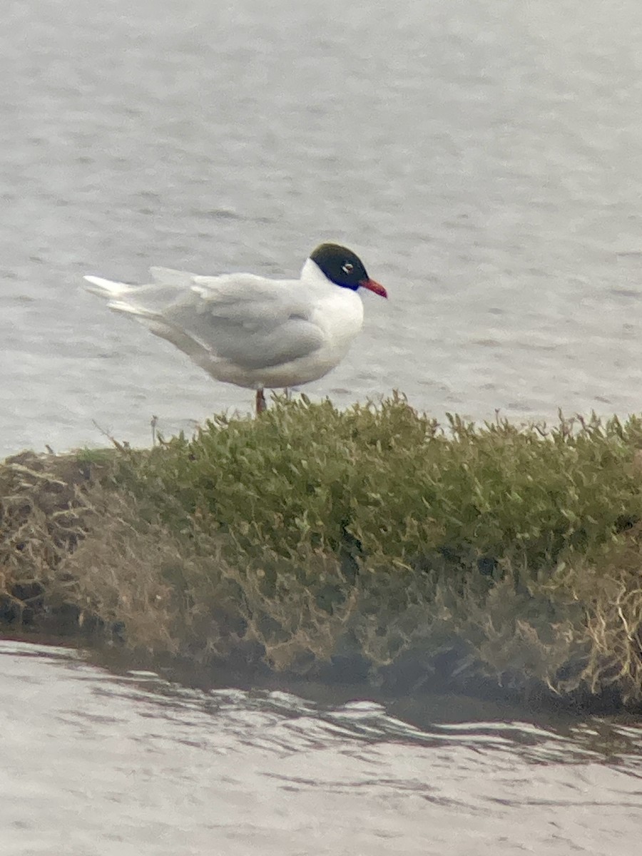 racek černohlavý - ML615956970