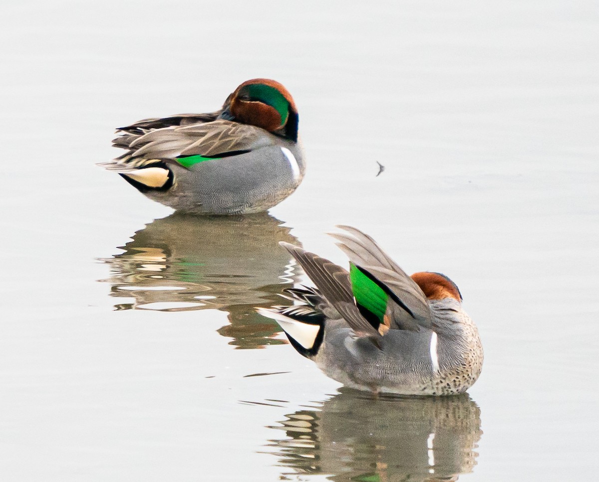 Green-winged Teal - ML615956971