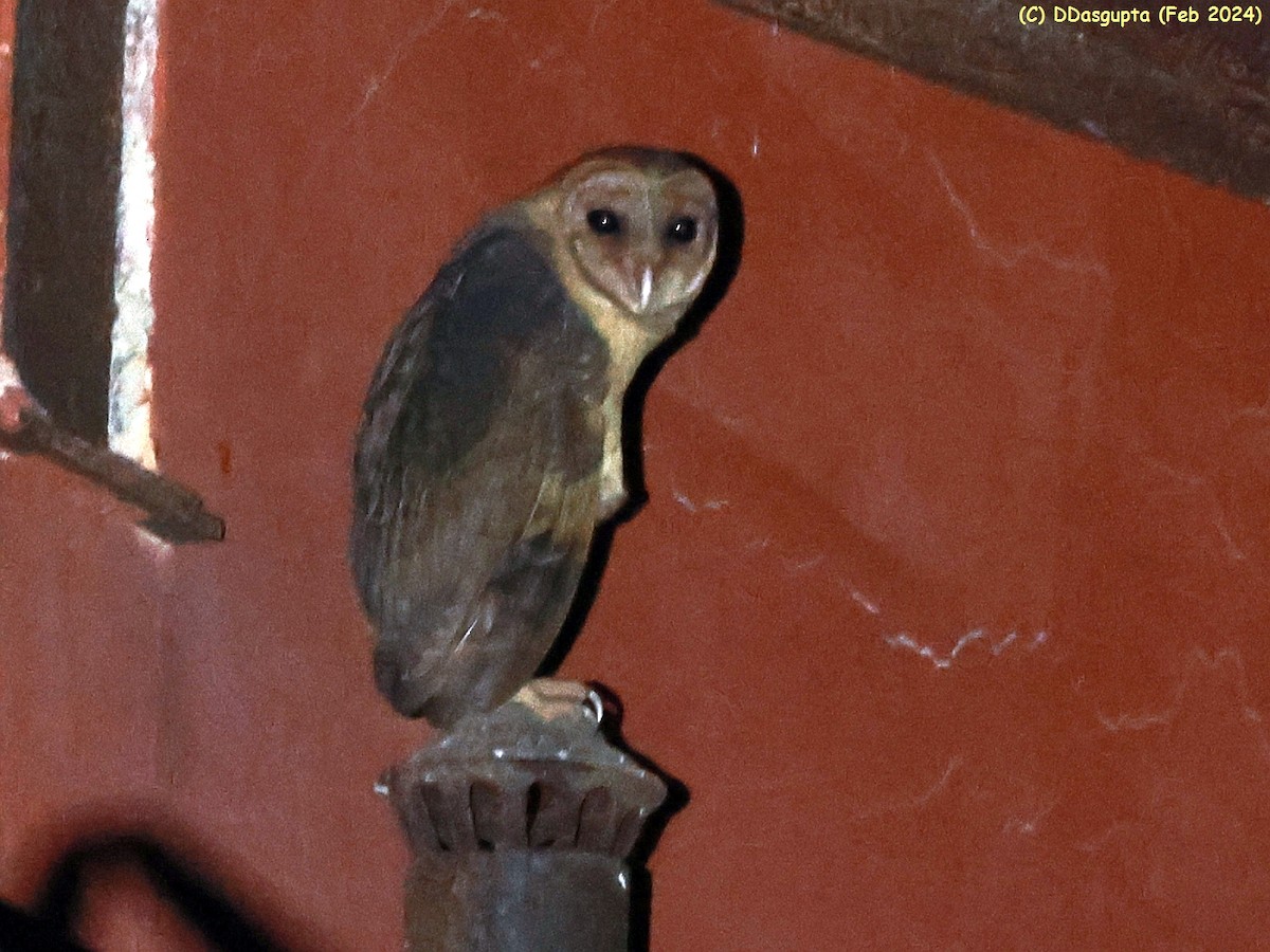 Andaman Masked-Owl - ML615956973