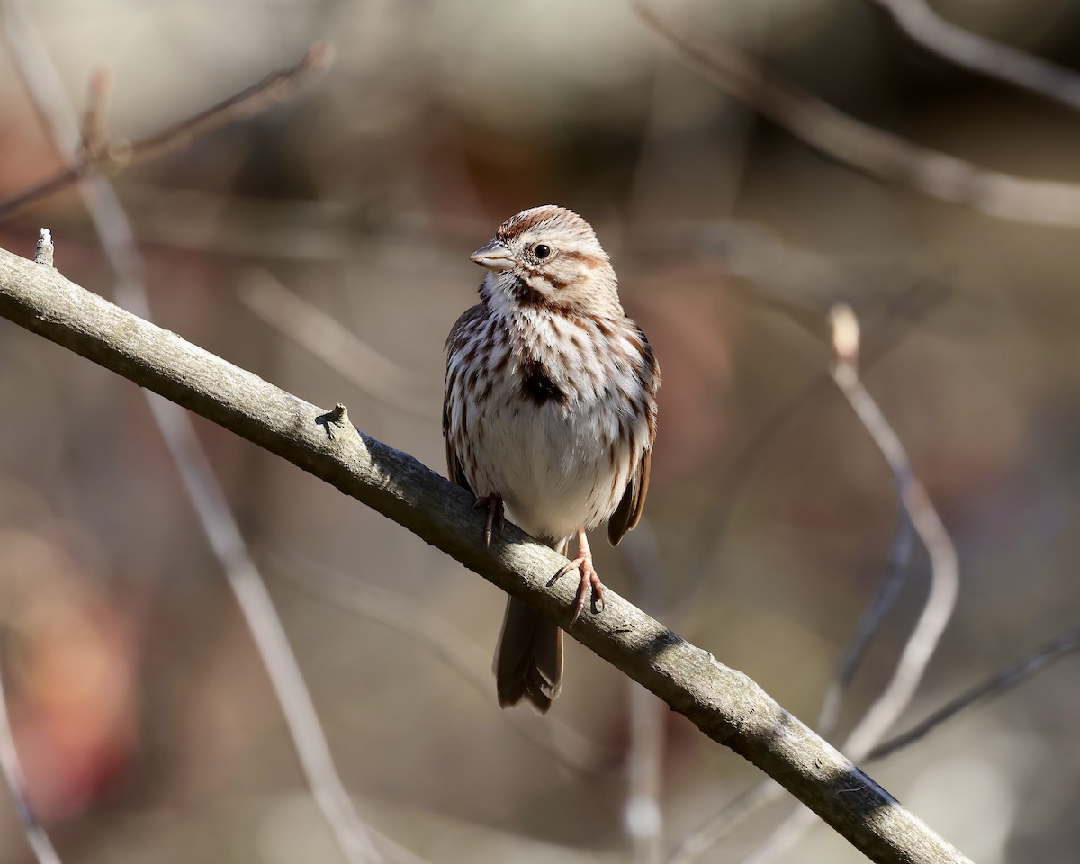 Song Sparrow - ML615957017