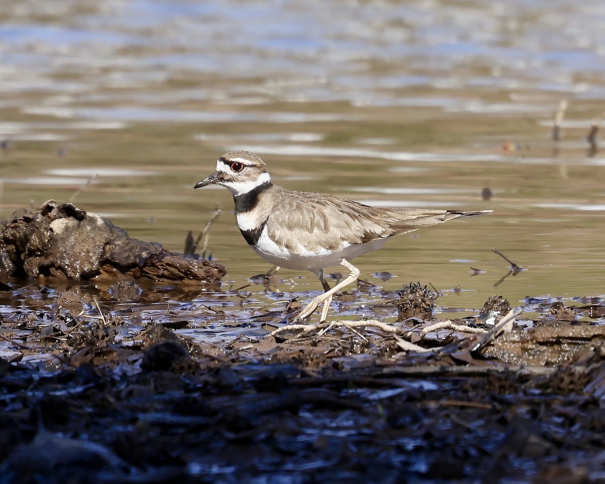 Killdeer - ML615957021