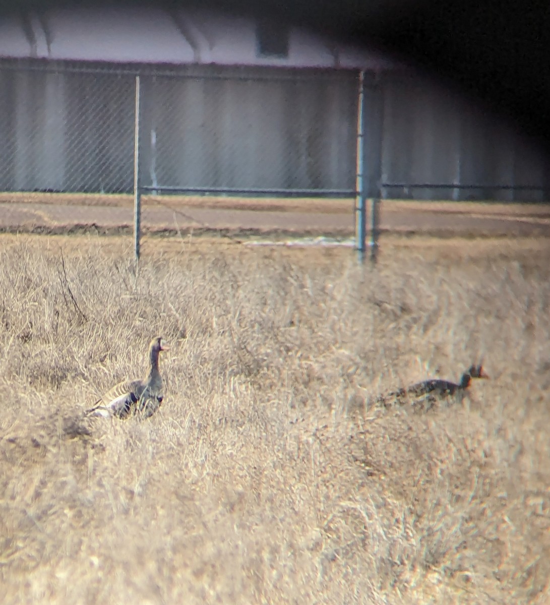 Greater White-fronted Goose - ML615957026