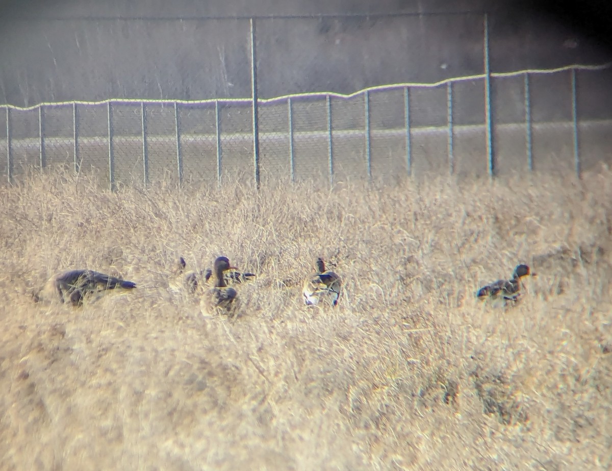 Greater White-fronted Goose - ML615957027