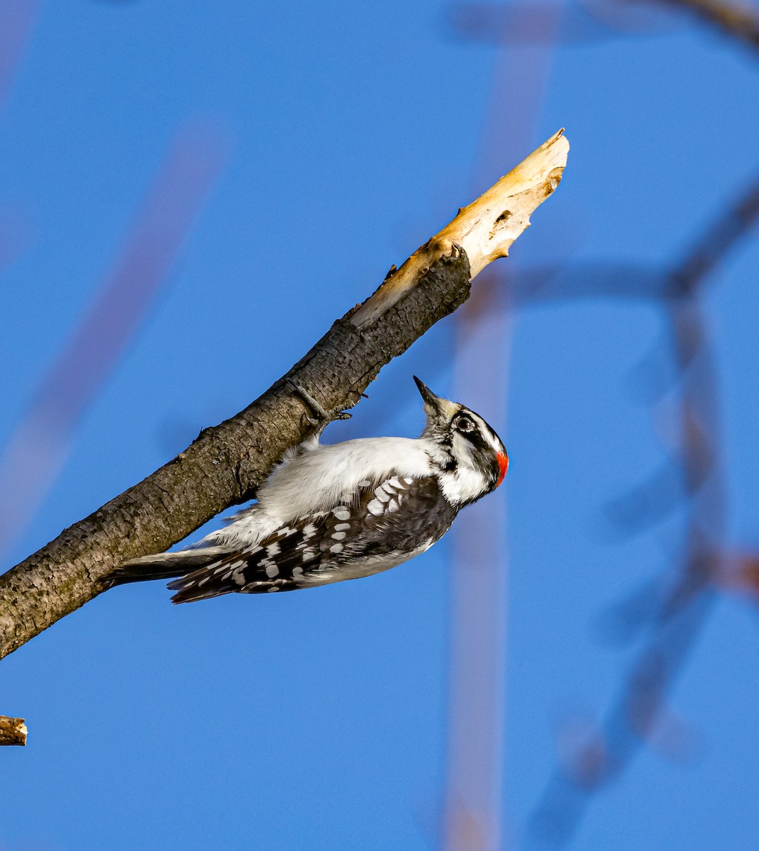 Downy Woodpecker - ML615957071