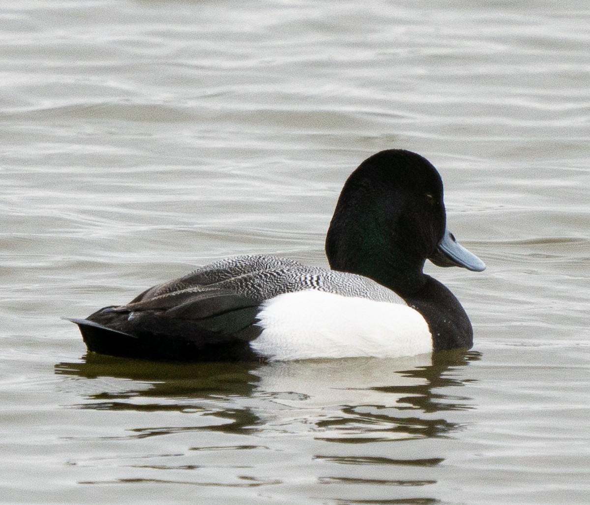 Greater Scaup - ML615957078