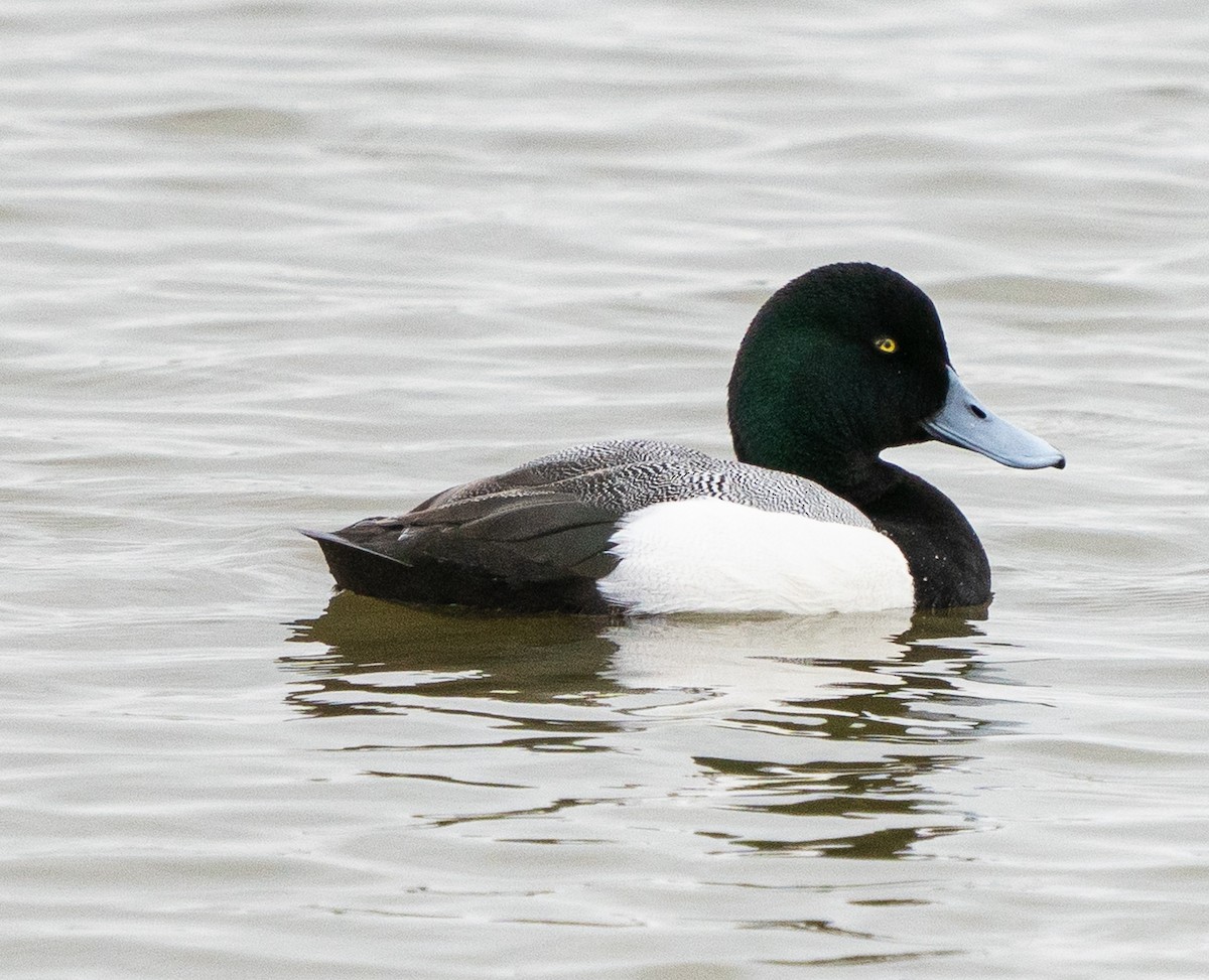 Greater Scaup - ML615957079