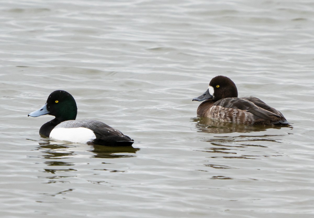 Greater Scaup - ML615957080