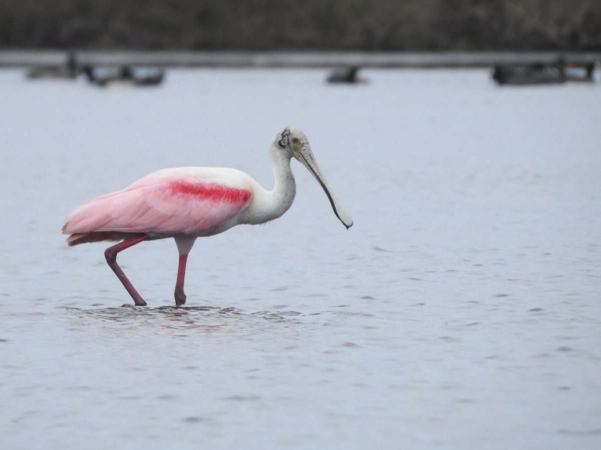 Roseate Spoonbill - ML615957100