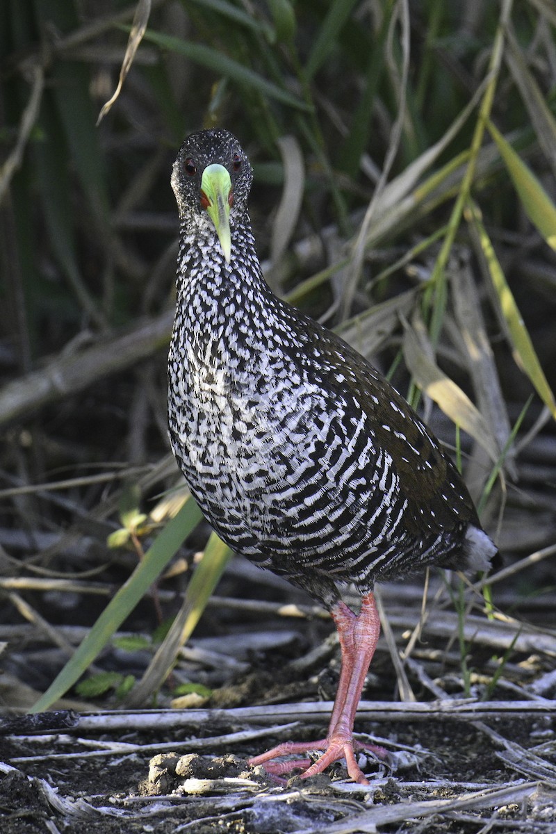 Spotted Rail - ML615957135