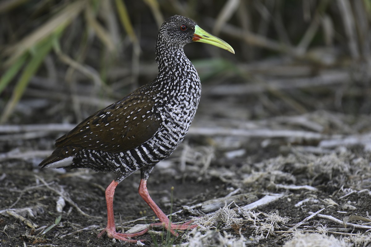 Spotted Rail - ML615957147