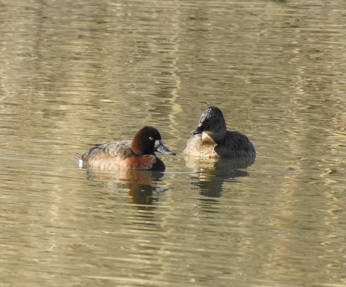 Lesser Scaup - ML615957157