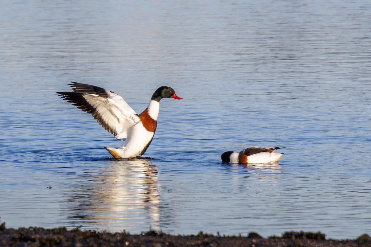 Common Shelduck - ML615957162