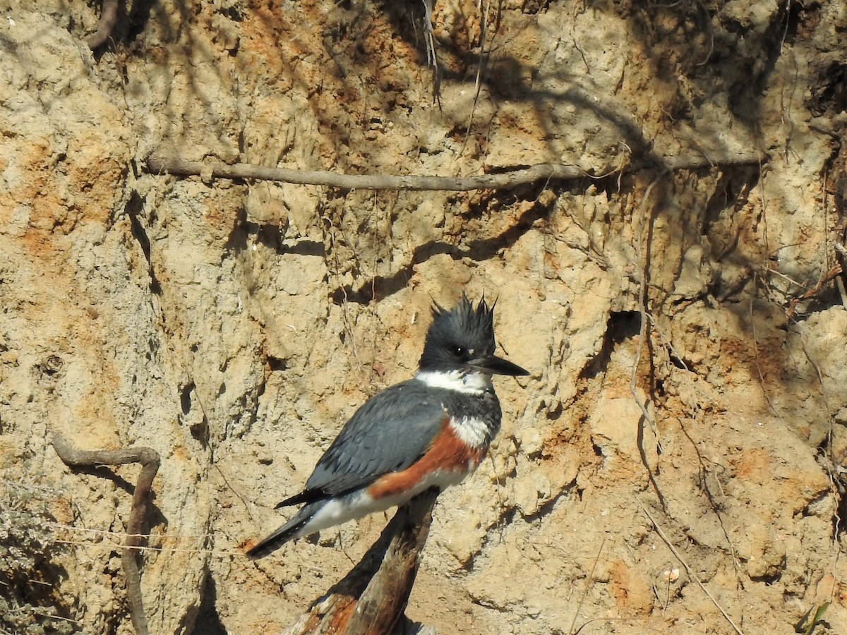Belted Kingfisher - ML615957212