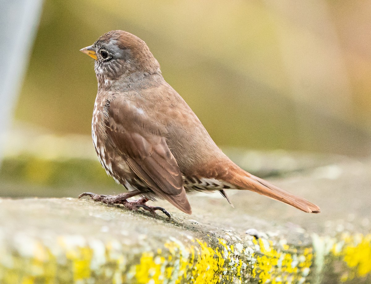 Fox Sparrow - Meg Barron