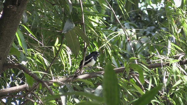 Oriental Magpie-Robin - ML615957262