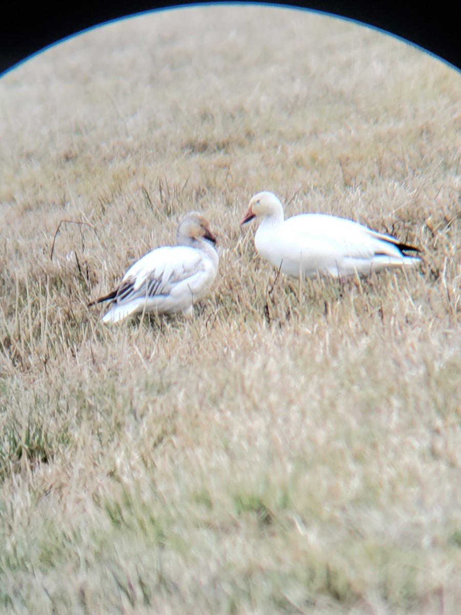 Snow Goose - ML615957376