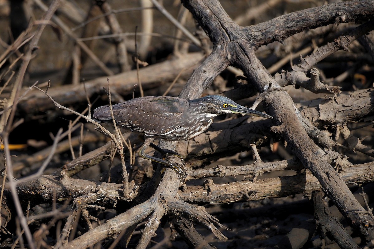 Striated Heron (Old World) - Hasan Al-Farhan