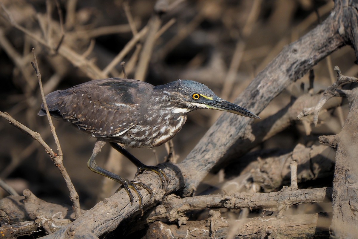 Striated Heron (Old World) - Hasan Al-Farhan