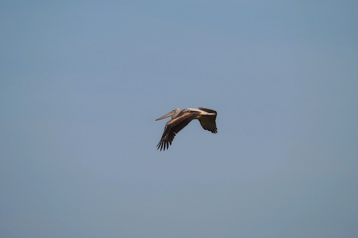 Pink-backed Pelican - Hasan Al-Farhan