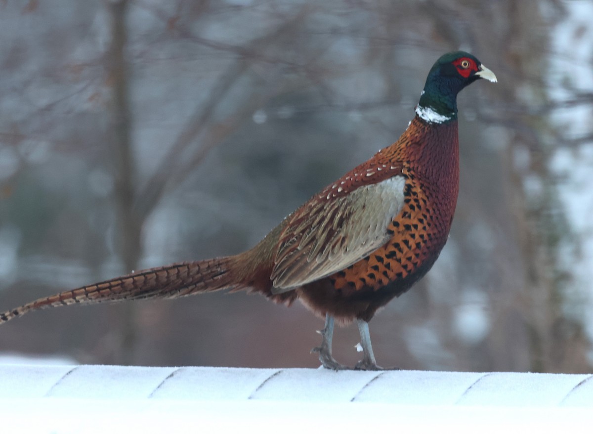 Ring-necked Pheasant - ML615957398