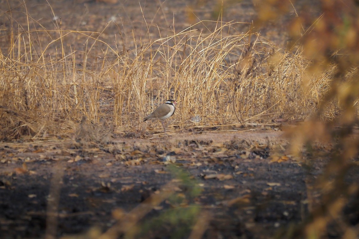 Black-headed Lapwing - Hasan Al-Farhan