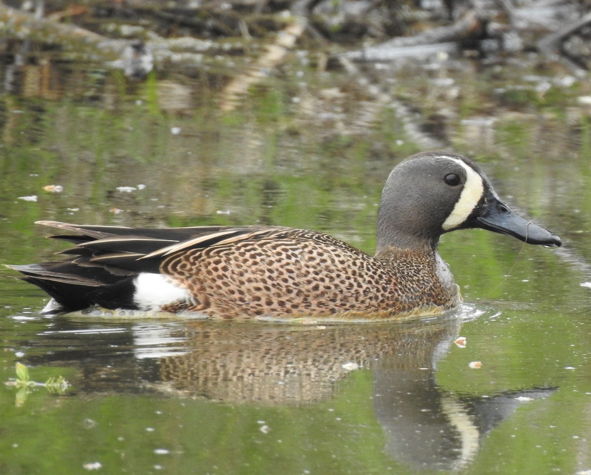 Blue-winged Teal - ML615957517