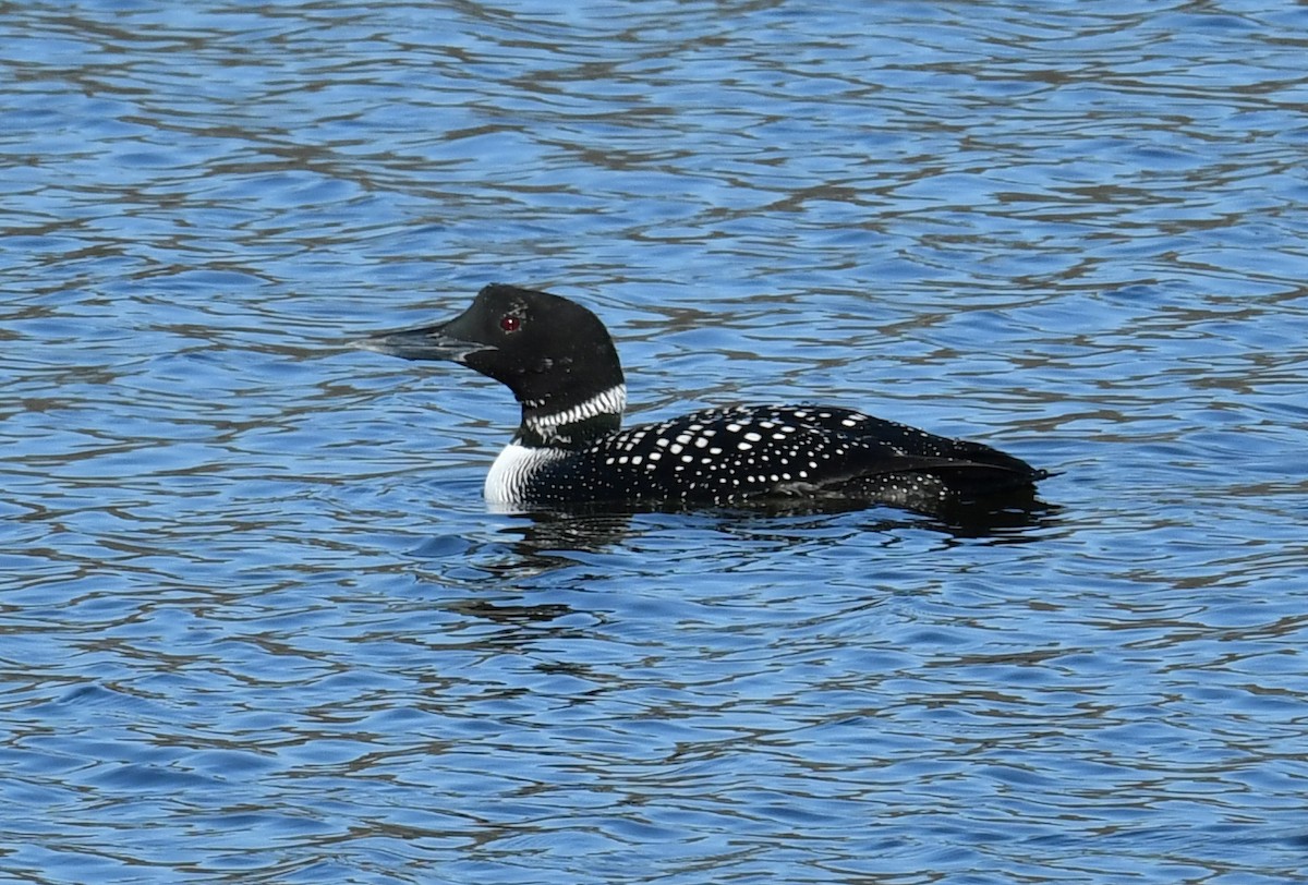 Plongeon huard - ML615957519
